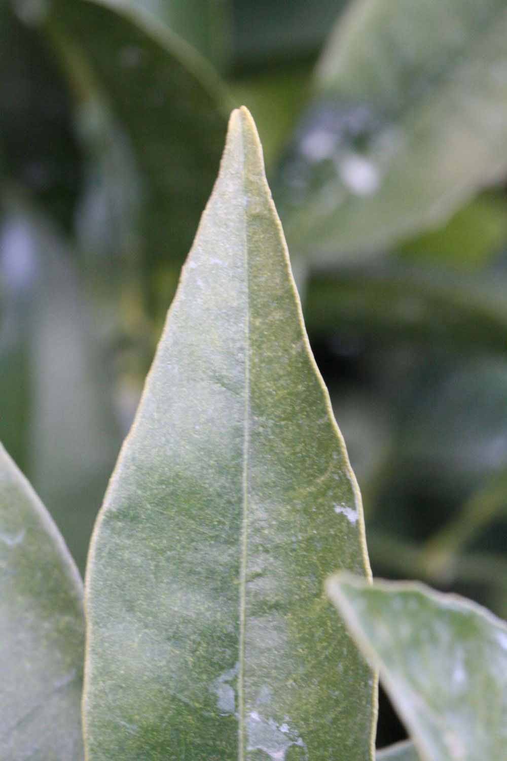              Margin (Lindcove, CA)       